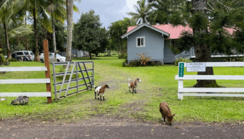 Logo for JJ’s Hana Hale Logo for JJ’s Hana Hale