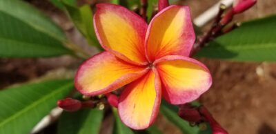 Logo for Maui Grown 808, LLP Logo for Maui Grown 808, LLP