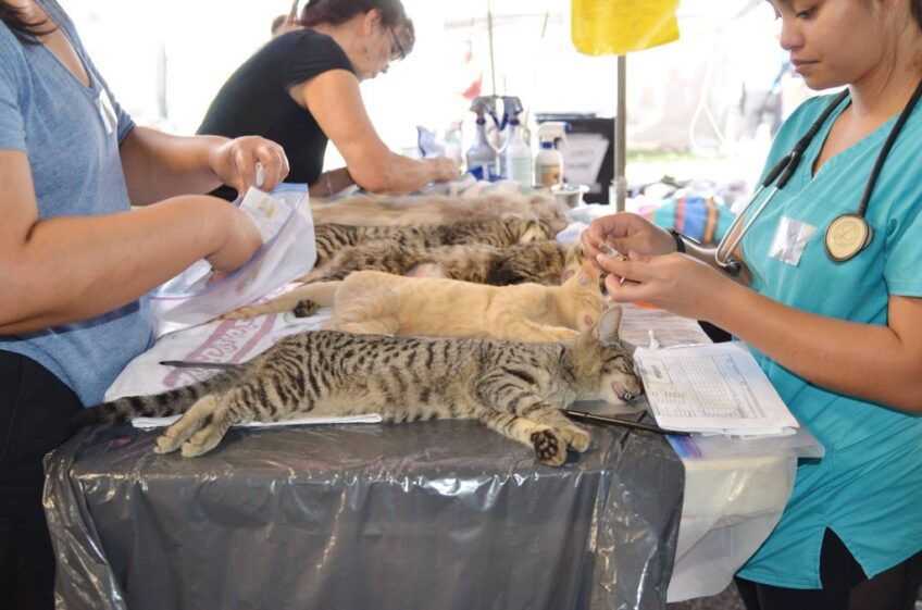 500 animals to be spay or neuter during free clinics in Hāna, June 9-12