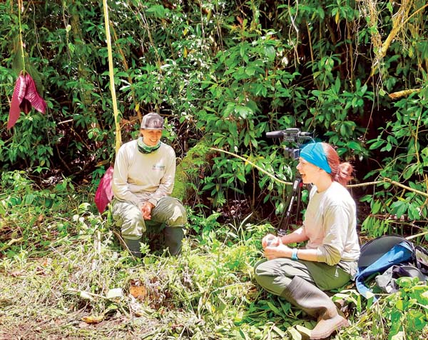 Tackling miconia crucial to native species, watersheds