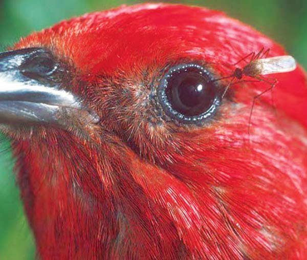 Mosquito bites native Hawaiian bird