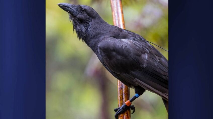 Draft environmental assessment prepared for pilot release of Hawaiian crow in east Maui