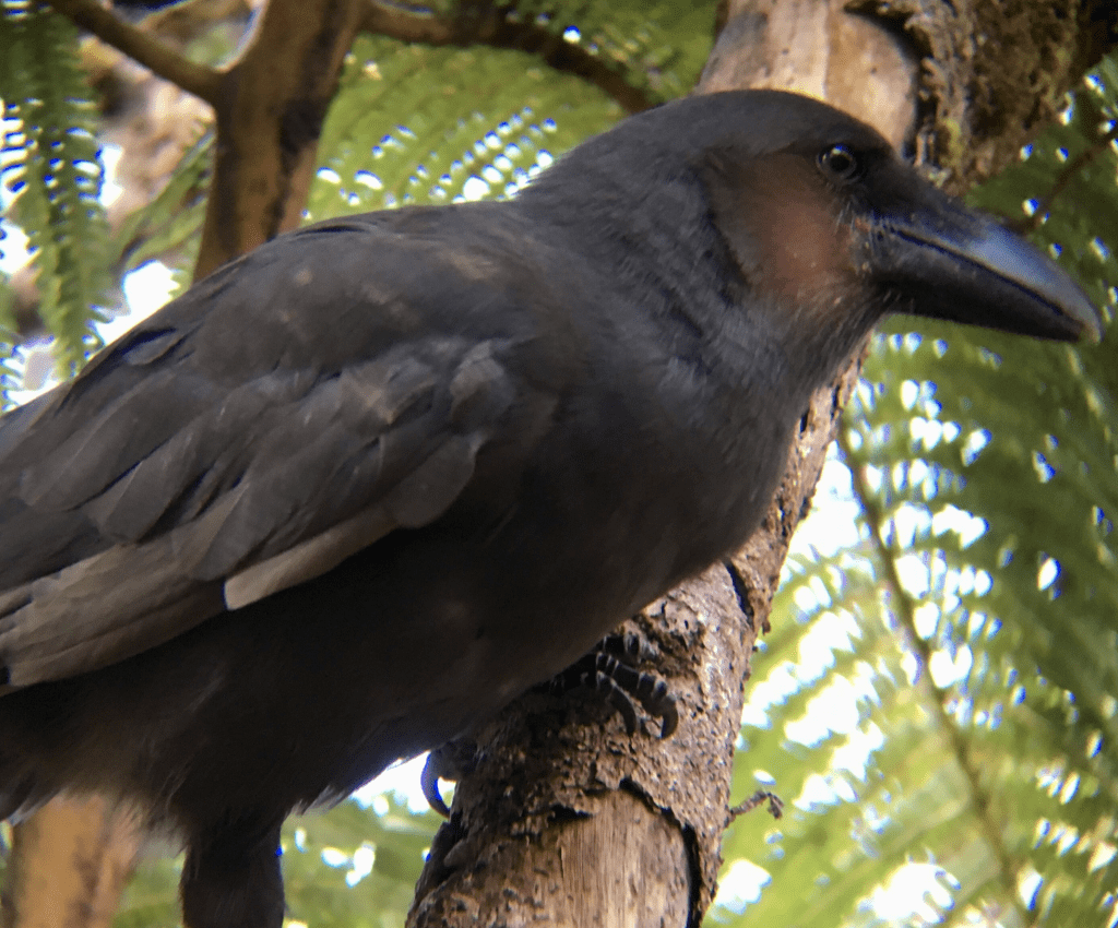 ʻAlalā (Hawaiian crow). File PC: San Diego Zoo Wildlife Alliance