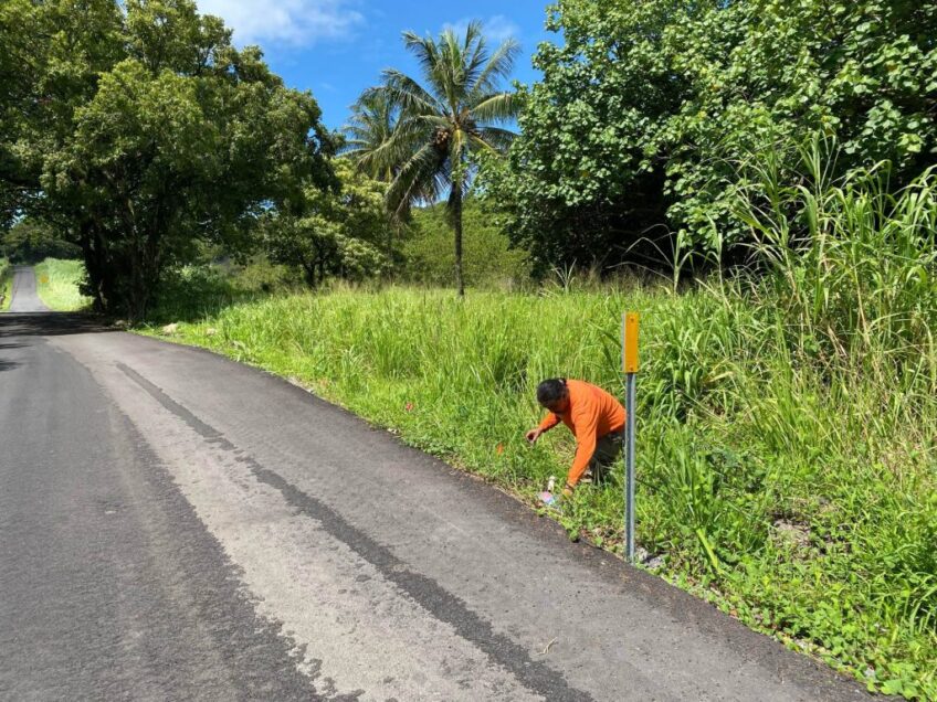 Little fire ants detected in Kīpahulu, Maui