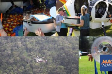 Appeals court rules Maui mosquito release can proceed to help control avian malaria
