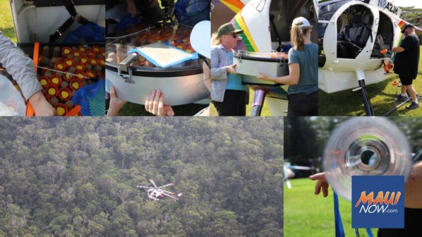 Appeals court rules Maui mosquito release can proceed to help control avian malaria